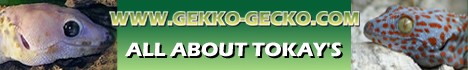 Gekko-gecko.com-Banner