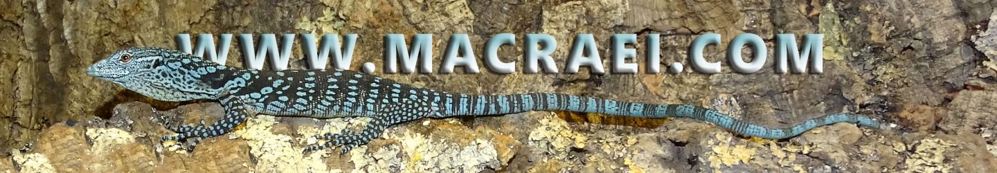 Varanus_macraei-B